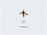 藏品(雙翅目)的圖片